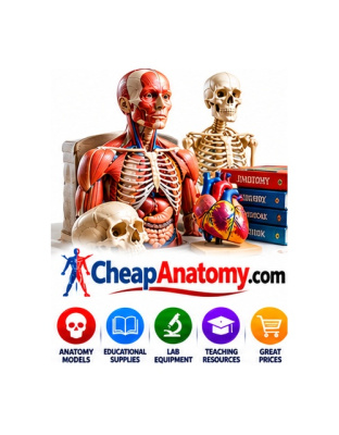 cheapanatomy.com